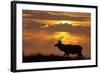 Sunset, Tule Elk Wildlife, Point Reyes National Seashore, California, USA-Gerry Reynolds-Framed Photographic Print