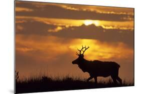 Sunset, Tule Elk Wildlife, Point Reyes National Seashore, California, USA-Gerry Reynolds-Mounted Photographic Print