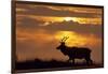 Sunset, Tule Elk Wildlife, Point Reyes National Seashore, California, USA-Gerry Reynolds-Framed Photographic Print