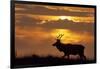 Sunset, Tule Elk Wildlife, Point Reyes National Seashore, California, USA-Gerry Reynolds-Framed Photographic Print