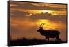 Sunset, Tule Elk Wildlife, Point Reyes National Seashore, California, USA-Gerry Reynolds-Framed Stretched Canvas