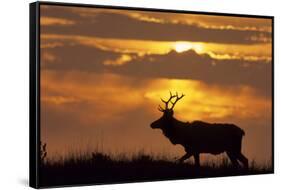 Sunset, Tule Elk Wildlife, Point Reyes National Seashore, California, USA-Gerry Reynolds-Framed Stretched Canvas