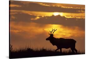 Sunset, Tule Elk Wildlife, Point Reyes National Seashore, California, USA-Gerry Reynolds-Stretched Canvas