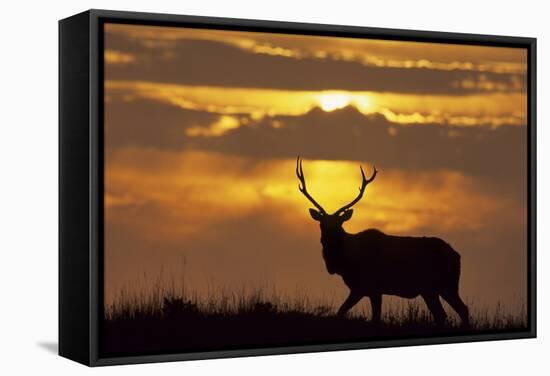 Sunset, Tule Elk Wildlife, Point Reyes National Seashore, California, USA-Gerry Reynolds-Framed Stretched Canvas