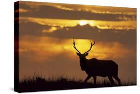 Sunset, Tule Elk Wildlife, Point Reyes National Seashore, California, USA-Gerry Reynolds-Stretched Canvas