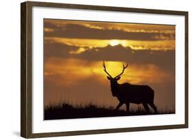 Sunset, Tule Elk Wildlife, Point Reyes National Seashore, California, USA-Gerry Reynolds-Framed Photographic Print