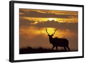 Sunset, Tule Elk Wildlife, Point Reyes National Seashore, California, USA-Gerry Reynolds-Framed Photographic Print