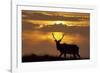 Sunset, Tule Elk Wildlife, Point Reyes National Seashore, California, USA-Gerry Reynolds-Framed Photographic Print