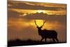 Sunset, Tule Elk Wildlife, Point Reyes National Seashore, California, USA-Gerry Reynolds-Mounted Photographic Print