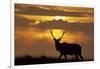 Sunset, Tule Elk Wildlife, Point Reyes National Seashore, California, USA-Gerry Reynolds-Framed Photographic Print