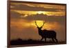 Sunset, Tule Elk Wildlife, Point Reyes National Seashore, California, USA-Gerry Reynolds-Framed Photographic Print