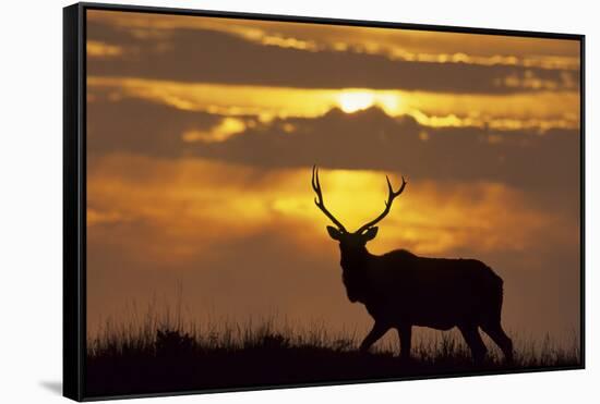 Sunset, Tule Elk Wildlife, Point Reyes National Seashore, California, USA-Gerry Reynolds-Framed Stretched Canvas