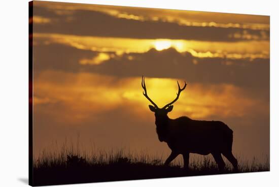 Sunset, Tule Elk Wildlife, Point Reyes National Seashore, California, USA-Gerry Reynolds-Stretched Canvas