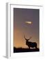 Sunset, Tule Elk Wildlife, Point Reyes National Seashore, California, USA-Gerry Reynolds-Framed Photographic Print