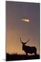 Sunset, Tule Elk Wildlife, Point Reyes National Seashore, California, USA-Gerry Reynolds-Mounted Photographic Print