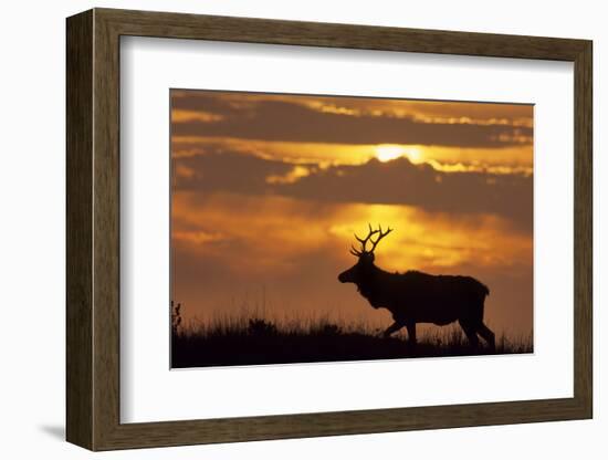 Sunset, Tule Elk Wildlife, Point Reyes National Seashore, California, USA-Gerry Reynolds-Framed Photographic Print