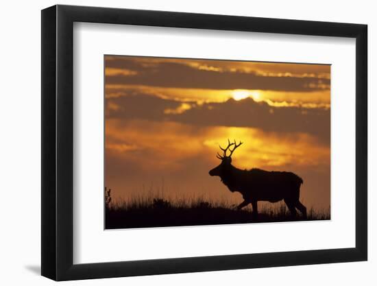 Sunset, Tule Elk Wildlife, Point Reyes National Seashore, California, USA-Gerry Reynolds-Framed Photographic Print