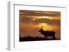 Sunset, Tule Elk Wildlife, Point Reyes National Seashore, California, USA-Gerry Reynolds-Framed Photographic Print