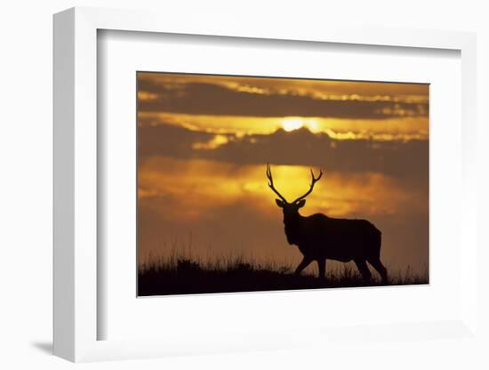 Sunset, Tule Elk Wildlife, Point Reyes National Seashore, California, USA-Gerry Reynolds-Framed Photographic Print