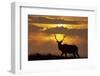 Sunset, Tule Elk Wildlife, Point Reyes National Seashore, California, USA-Gerry Reynolds-Framed Photographic Print