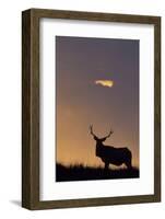 Sunset, Tule Elk Wildlife, Point Reyes National Seashore, California, USA-Gerry Reynolds-Framed Photographic Print