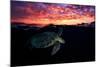 Sunset Turtle-Barathieu Gabriel-Mounted Photographic Print