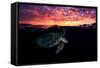 Sunset Turtle-Barathieu Gabriel-Framed Stretched Canvas