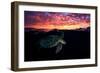 Sunset Turtle-Barathieu Gabriel-Framed Photographic Print