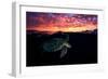 Sunset Turtle-Barathieu Gabriel-Framed Photographic Print