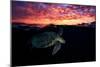 Sunset Turtle-Barathieu Gabriel-Mounted Photographic Print