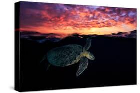 Sunset Turtle-Barathieu Gabriel-Stretched Canvas