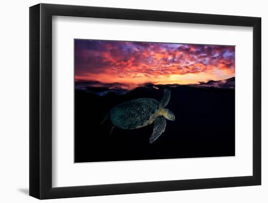 Sunset Turtle-Barathieu Gabriel-Framed Photographic Print