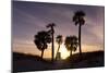 Sunset View, Clearwater Beach, Florida-George Oze-Mounted Photographic Print