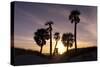 Sunset View, Clearwater Beach, Florida-George Oze-Stretched Canvas