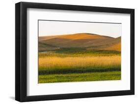 Sunset view of wheat field, Palouse, Washington State, USA-Keren Su-Framed Photographic Print