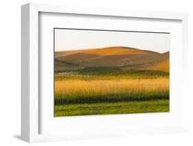 Sunset view of wheat field, Palouse, Washington State, USA-Keren Su-Framed Photographic Print