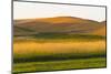 Sunset view of wheat field, Palouse, Washington State, USA-Keren Su-Mounted Photographic Print