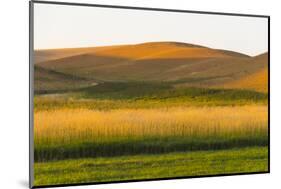 Sunset view of wheat field, Palouse, Washington State, USA-Keren Su-Mounted Photographic Print