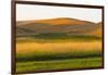 Sunset view of wheat field, Palouse, Washington State, USA-Keren Su-Framed Photographic Print