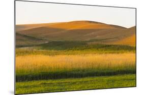 Sunset view of wheat field, Palouse, Washington State, USA-Keren Su-Mounted Photographic Print