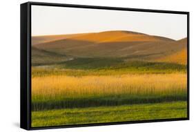 Sunset view of wheat field, Palouse, Washington State, USA-Keren Su-Framed Stretched Canvas