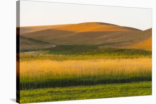 Sunset view of wheat field, Palouse, Washington State, USA-Keren Su-Stretched Canvas