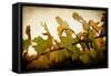 Sunset Vines-Jessica Rogers-Framed Stretched Canvas