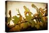 Sunset Vines-Jessica Rogers-Stretched Canvas