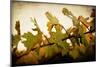 Sunset Vines-Jessica Rogers-Mounted Giclee Print