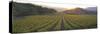 Sunset, Vineyard, Napa Valley, California, USA-null-Stretched Canvas