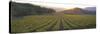 Sunset, Vineyard, Napa Valley, California, USA-null-Stretched Canvas