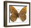 Sunset Wings-Assaf Frank-Framed Giclee Print