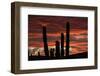 Sunset with Cactus, Baja California, Mexico-Christian Heeb-Framed Photographic Print