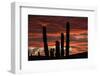 Sunset with Cactus, Baja California, Mexico-Christian Heeb-Framed Photographic Print